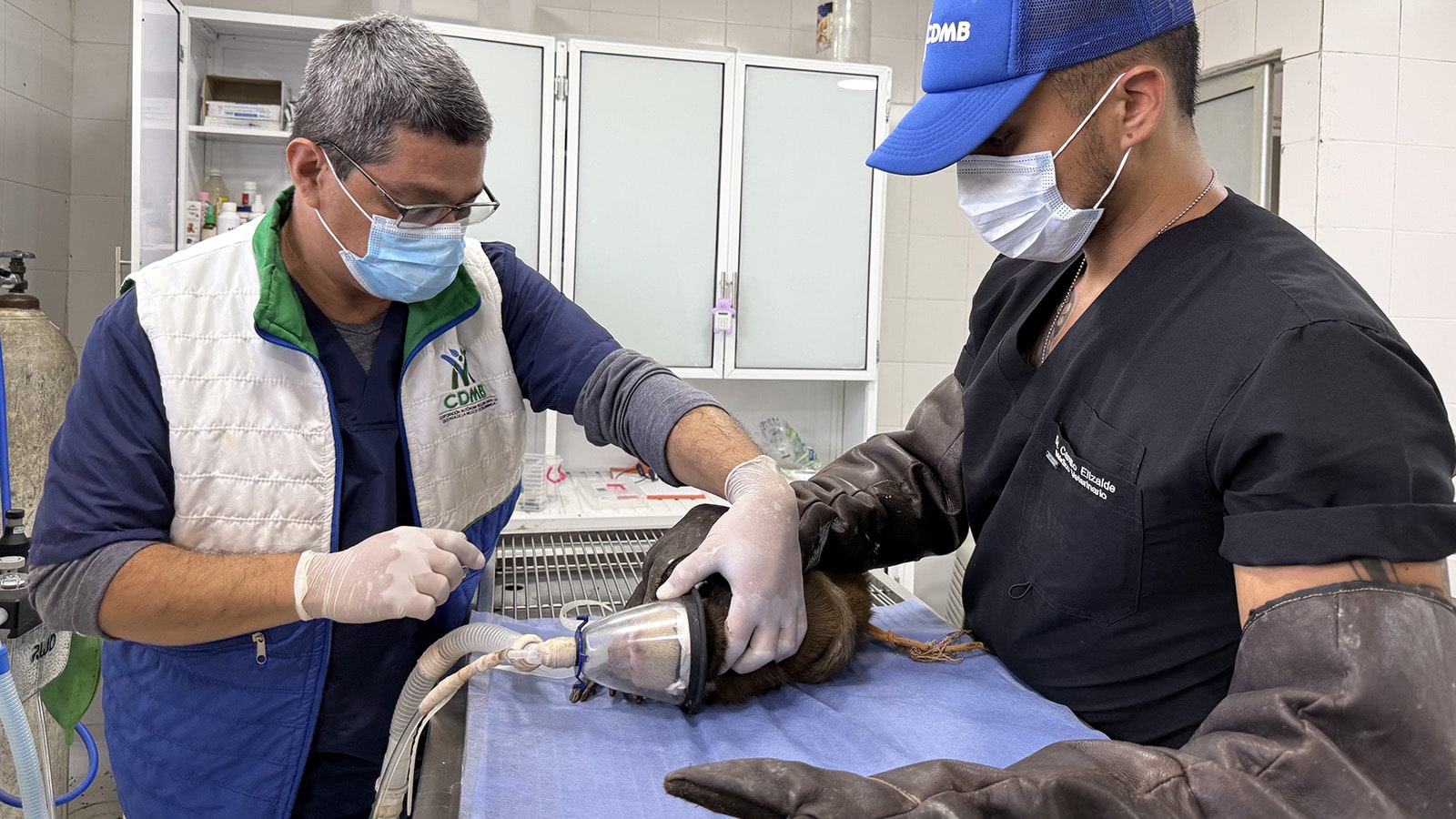Procedimiento Evaluación Mono Cariblanco
